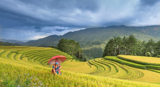 Sapa Ethnic Woman on the Rice-